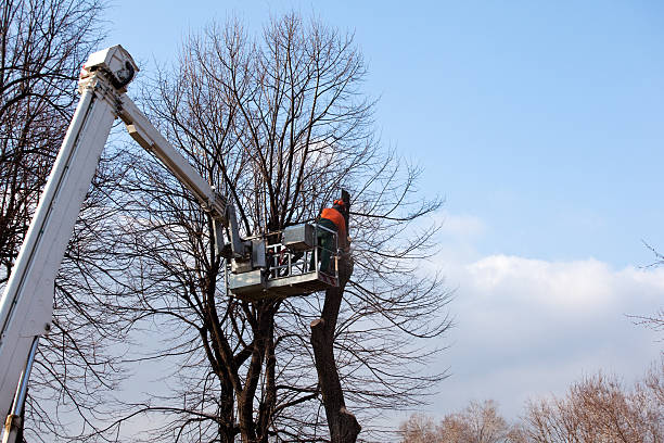 How Our Tree Care Process Works  in  Venetian Village, IL